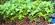 daniel pavon cuellar miniature forest dapacu 2014 56